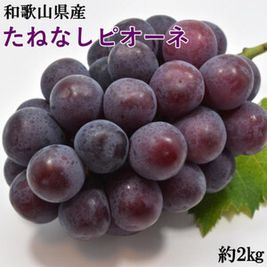 【新鮮・産直】和歌山かつらぎ町産のたねなしピオーネ約2kg(日高町)【配送不可地域：離島・北海道・沖縄県】【1218077】
