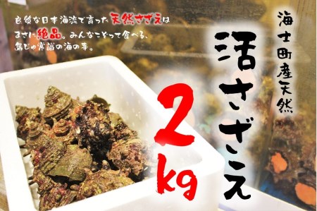 【先行予約：7月以降順次発送】【限定150セット!島獲れ活さざえ2㎏セット】日本海の離島の新鮮なさざえを約20匹お届けします! 冷蔵便 サザエ 栄螺 貝 海鮮　BBQ さざえご飯 壺焼き 刺身