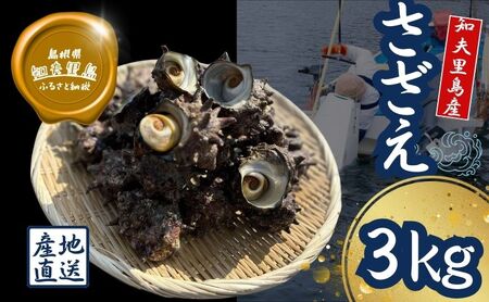 【知夫里島獲れ天然活さざえ3kgセット】隠岐諸島の新鮮なさざえをお届けします!  冷蔵便 サザエ 栄螺 貝 海鮮 BBQ さざえご飯 つぼ焼き 刺身 バーベキュー ギフト