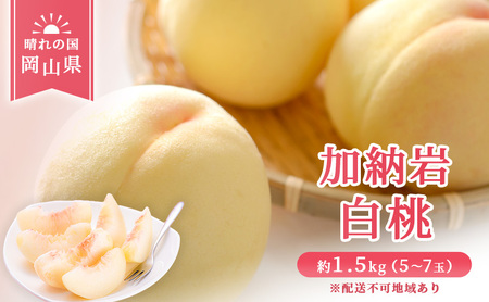 【2025年先行予約】 桃 岡山県産 加納岩 白桃 約1.5kg（5～7玉） 《2025年6月下旬-7月上旬頃出荷》 白桃 岡山 はくとう スイーツ フルーツ 果物 先行予約 数量限定 期間限定 岡山 里庄町 モモ もも 桃 