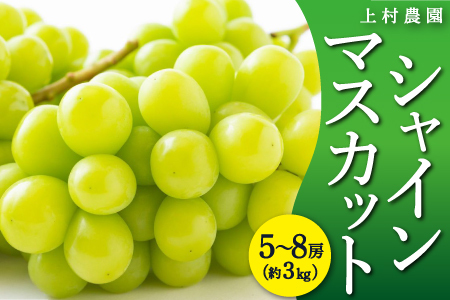 【先行予約】 上村農園 （ハウス） シャインマスカット 5房から8房 （約3kg） 【2025年7月中旬から8月上旬 出荷予定】 葡萄 ぶどう ブドウ 種無し 種なし 果物 くだもの フルーツ 果実 ハウス栽培 朝採り直送 お取り寄せ 福岡県 うきは市