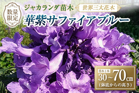 オンライン決済限定≪世界三大花木≫ ジャカランダ 苗木 華紫サファイアブルー 30cm～70cm 期間限定 数量限定 紫雲木 花 植物 鉢植え 観賞用 園芸 国産 紫色 珍しい 希少 神秘的 贈り物 ギフト プレゼント お祝い 誕生日 記念日 人気 おすすめ 癒し 宮崎県 日南市 送料無料_CA72-25