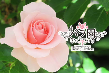 花巻温泉バラ園 オリジナル品種「オリンピアローズ2020」 新苗 <2025年6月より随時発送>【914】
