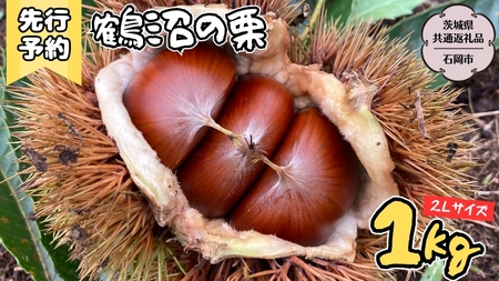 【2025年9月上旬発送開始】鶴沼 の 栗 1kg  (茨城県共通返礼品／石岡市)  和栗 国産栗 くり 栗 生栗 オーガニック肥料 果じゅまる園 先行予約 [DQ001sa]
