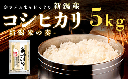 【令和7年新米予約】新潟産コシヒカリ 5kg 米 精米