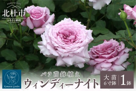 バラ苗鉢植え「ウィンディー ナイト」 バラ 苗 四季咲き 鉢植え 花 ウィンディー ナイト 6寸鉢 オリジナル品種 ロゼット咲き 房咲き 母の日 父の日 山梨県 北杜市