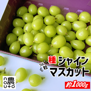 ＜25年発送先行予約＞【訳あり】 シャインマスカット 粒 1kg以上 154-033 | 不揃い ご自宅用 ご家庭用 フルーツ 果物 高評価 人気 ランキング おすすめ 甘い 美味しい デザート 数量限定 送料無料 山梨県産 笛吹市 ぶどう 「販売」 KEIPE株式会社		