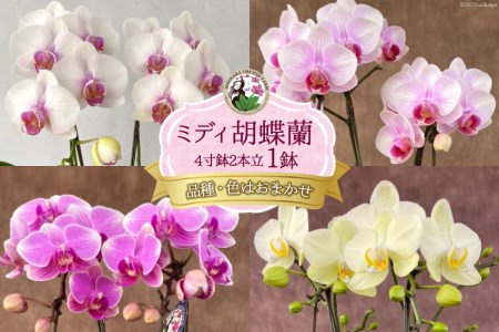 ミディ胡蝶蘭 4寸鉢 2本立 1鉢《品種や色の選択はおまかせ》/ 石原洋蘭園 / 山梨県 中央市