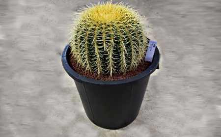 金鯱サボテン12号 植物 グリーンインテリア 緑 さぼてん村 サボテンの王様 癒し 玄関 リビング 自室 トイレ 