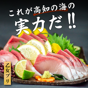 乙女 ブリ 4～5kg 1匹分 新鮮 ブランド 鰤 刺身 加工 有 ブリ ブリ ブリ 鰤 KS036-x