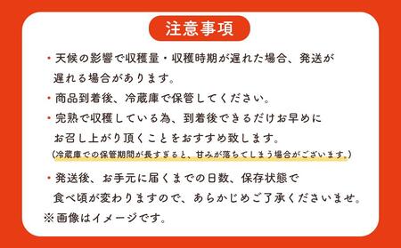 マンゴー 先行予約 佐多の果樹園で育てた 完熟アップルマンゴー 2kg (3～5玉) 【 マンゴー マンゴー マンゴー マンゴー マンゴー 】