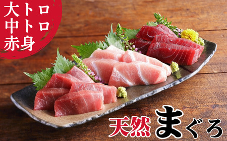 本物の味をお届け！厳選！天然三崎まぐろ大トロ・中トロ・赤身セット M005-038 