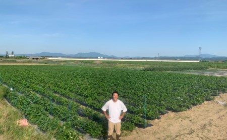 先行予約 [枝豆 定期便 1kg×3回] 新潟県産 枝豆（陽恵） 朝採り枝豆 1kgを3回お届け [2025年発送分 ] 令和7年産 枝豆 [堀川農園] 【030S034】